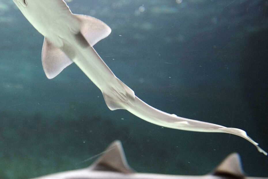 Baby Shark Born Into All-Female Tank Could Be Scientific First