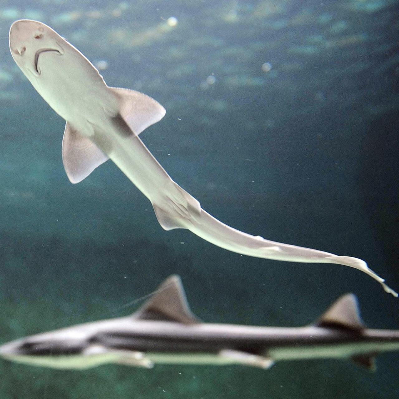 Baby Shark Born Into All-Female Tank Could Be Scientific First