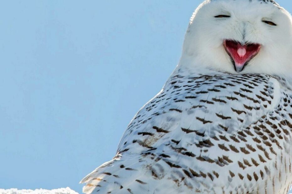 Snowy Owl