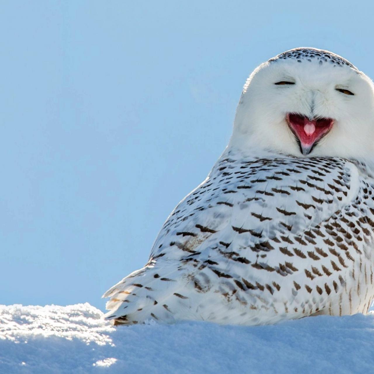 Snowy Owl