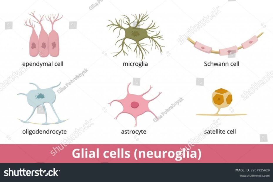 165 Oligodendrocyte Images, Stock Photos & Vectors | Shutterstock