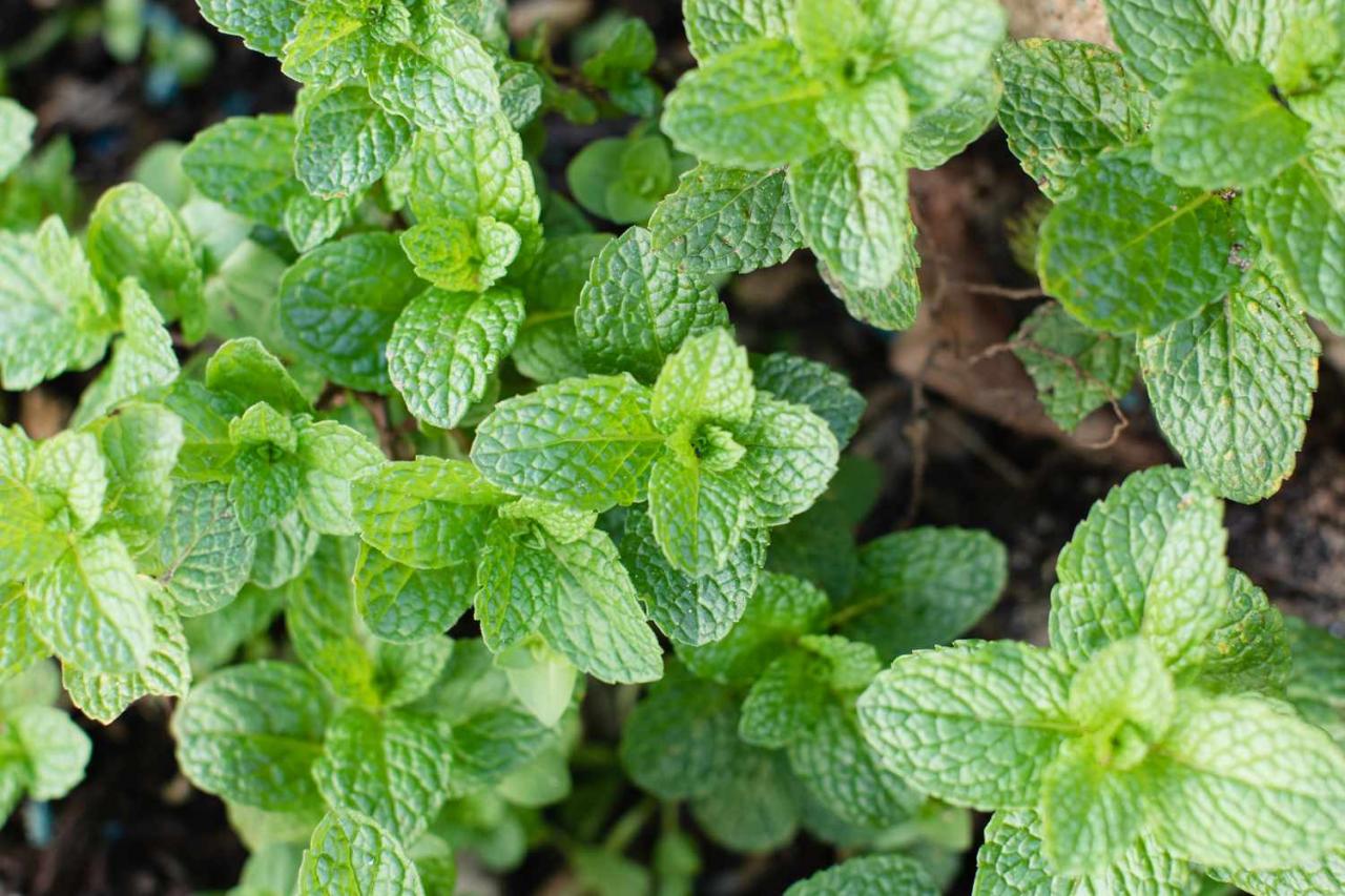 11 Types Of Mint To Grow In Your Garden