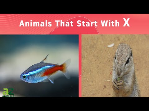 Animals That Start With The Letter X: Listed With Facts