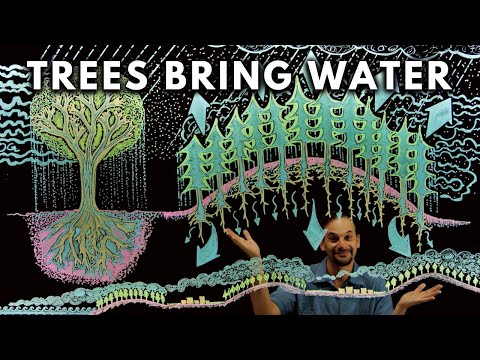 How Trees Bring Water