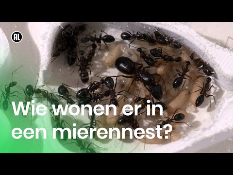 Wie wonen er in een mierennest?