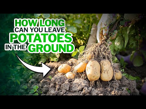 HOW LONG Can You Leave POTATOES in the GROUND?