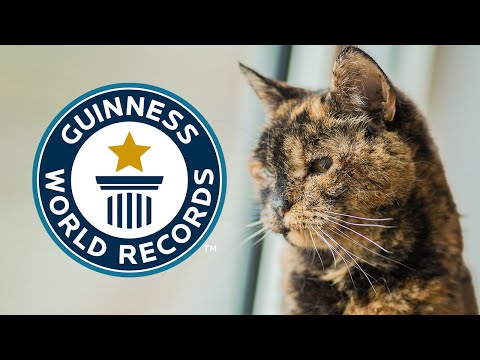 Oldest Living Cat - Guinness World Records