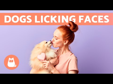 Why Does My DOG LICK My FACE? 🐶👅🧑🏻 (5 Reasons)