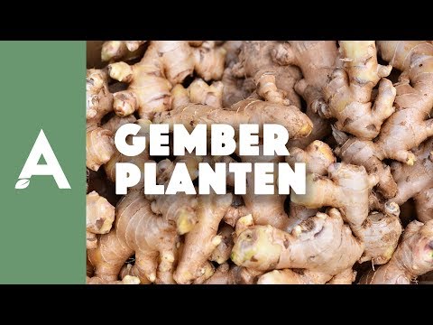 Gember planten - Een groener thuis #11