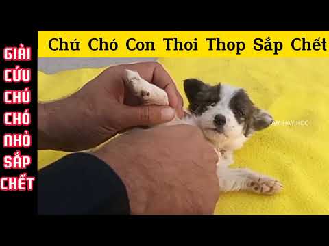 A Little Dog Was Very Sick Put Too Much Ticks On His Body | Lam Hay Học