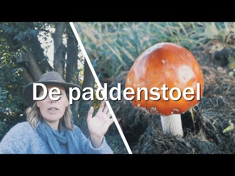 De paddenstoel - Juf in de natuur