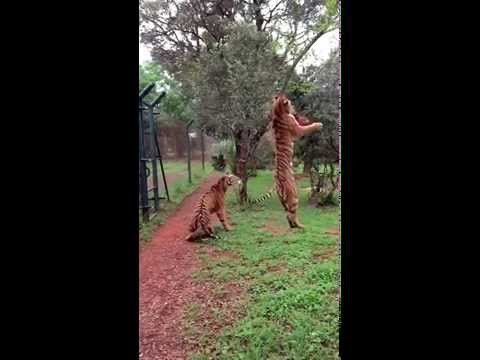 Tiger jumps to catch meat, filmed in slow-motion