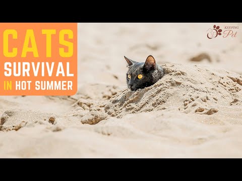 6 Ways Outdoor Cats Survive Hot Summer