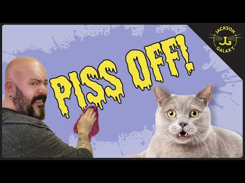 You're Doing it Wrong: How to Clean Cat Pee