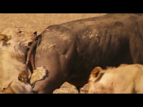 Lions Attempt to Take Down a Bull | The Hunt | BBC Earth