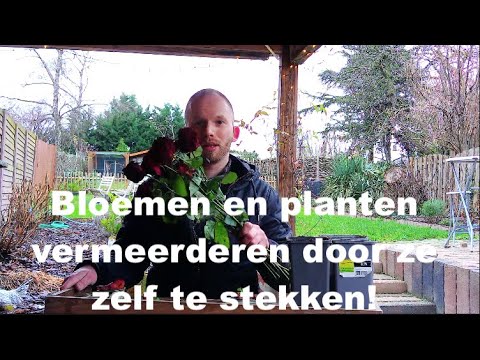 Planten en bloemen zelf stekken!