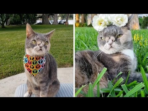 Adorable Cat With Down Syndrome