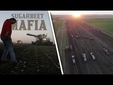 SUGARBEET MAFIA - The Story of America's Largest Beet Harvest