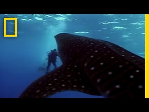 Whale Shark | National Geographic